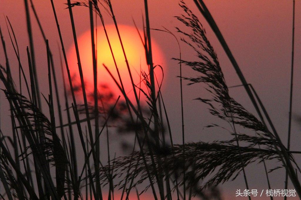 真漂亮！佳能60D騰龍150 600拍的最美不過夕陽紅，溫馨又從容